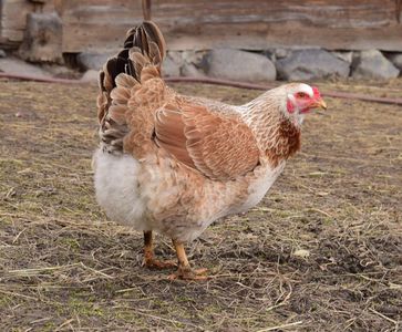 metis araucana