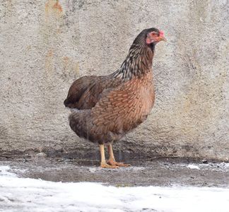 araucana 2014