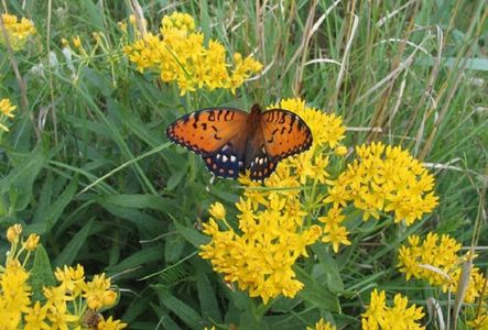 BUTTERFLY WEED HELLO YELLOW Asclepias Tuberosa; ******Asclepias tuberosa (iarba fluturilor, portocalie) – 10 seminte – 5 RON ******
