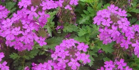 Verbena pink; ****** Verbena rosu cu alb, mov si roz - 40 seminte - 5 RON ******
