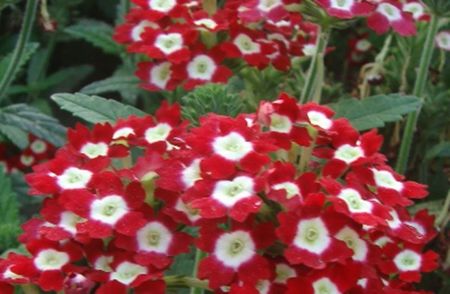 Verbena rosu cu alb; ****** Verbena rosu cu alb, mov si roz - 40 seminte - 5 RON ******
