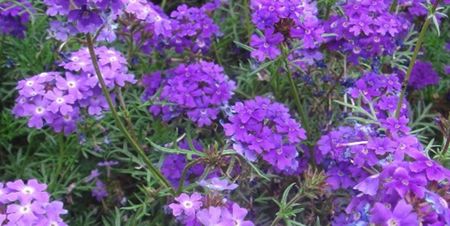 Verbena mov; ****** Verbena rosu cu alb, mov si roz - 40 seminte - 5 RON ******
