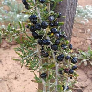 Black GOJI BERRY wolfberry -Lycium ruthenicum seeds; ****** Goji negru -50 seminte - 5 RON ******
