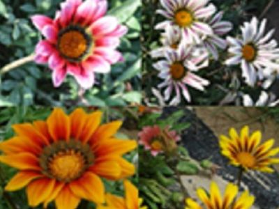 Gazania seminte 4 culori mix; ****** Gazania seminte 4 culori mix - 100 seminte - 5 ron ******
