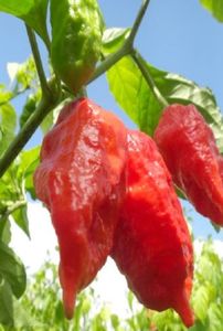 Gost chili hot; ****** Ardei iute Gost chili -10 seminte - 5 RON ******
