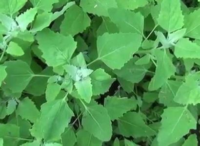 Loboda verde-seminte; ****** Loboda verde -300 seminte (2 grame ) - 5 RON ******
