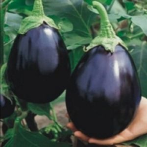 Vinete mari negre; OFERTA:
* Vinete selectie de 8 soiuri - albe, mov, negre, verzi, tigrate- 120 seminte - 10 RON* sau 30 seminte - 5 RON
