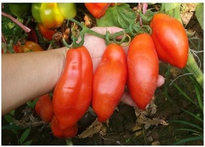 Rosii banana; * Rosii selectie de 6 soiuri-120 seminte - 15 RON * sau 20 seminte - 3 RON
