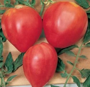 Rosii Coeur de Boeuf; * Rosii selectie de 6 soiuri-120 seminte - 15 RON * sau 20 seminte - 3 RON
