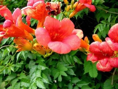 Campsis radicans seminte; ****** Campsis radicans- Trompeta turcului - 50 seminte - 5 ron ******
