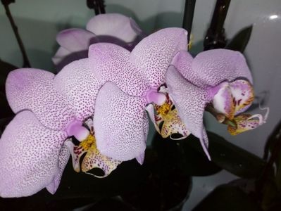 Orhidee phaleonopsis; Ea este pestrita mea,o ador!!
