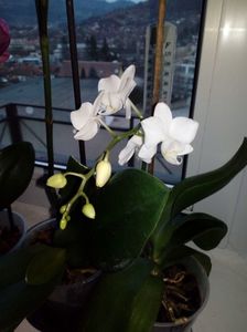 Orhidee mini; Micuta si finuta,alba
