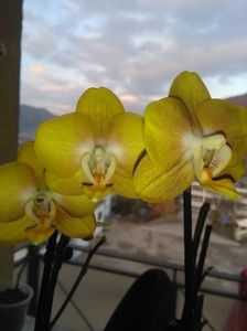Orhidee phaleonopsis; Ea este tigancusa mea.

