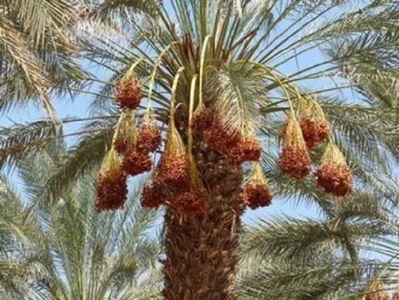 Deglet nour palmier cu curmale