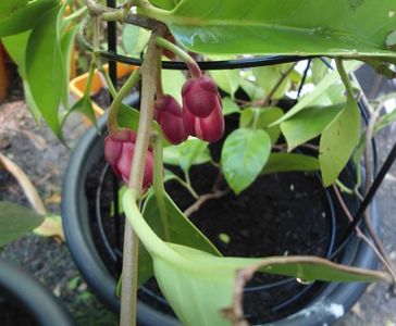 Kadsura coccinea plant mica in ghiveci