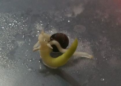 Washngtonia Filifera germinare