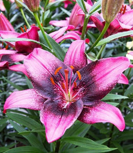 Lilium-imperial-soi-Purple-eye