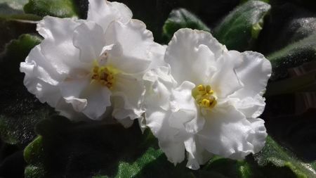 Le Markiza sp.