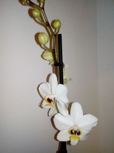 Nou venita,phaleonopsis alba; Orhideea alba,nou venita,o ador.Imi place sa o privesc noaptea,deoarece iese in evidenta prin albul ei imaculat!
