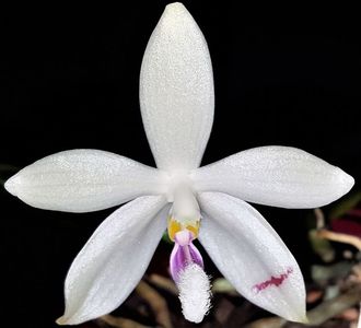 Tetraspis
