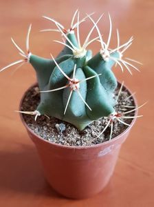 Ferocactus emoryi