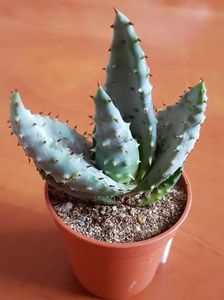 Aloe ferox