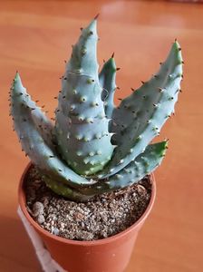 Aloe ferox