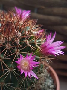 Mammillaria spinosissima