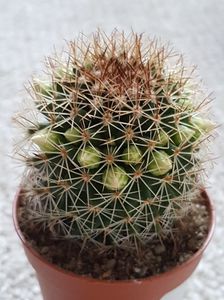 Mammillaria spinosissima
