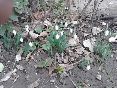 Galanthus / Amaryllidaceae; Ghiocei
