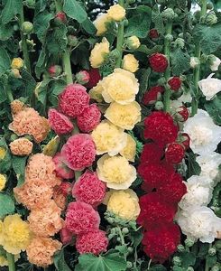 Culori mix; ****** Nalba de gradina cu flori batute - 20 seminte - 3 RON ******
