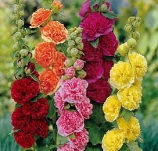 Culori mix; ****** Nalba de gradina cu flori batute - 20 seminte - 3 RON ******
