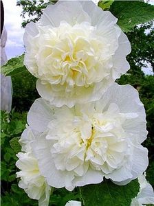 Nalba alba batuta; ****** Nalba de gradina cu flori batute - 20 seminte - 3 RON ******
