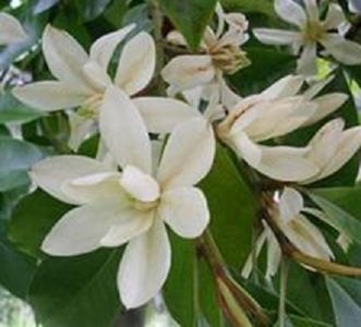 Michelia Mcclure Dandy seminte Magnolie; ****** Michelia Mcclure Dandy 3 seminte – 5 RON ******
