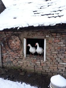 Wooau, ce iarna e afara!