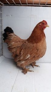 vanduta