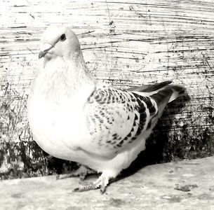 110025706_CRVJRBX