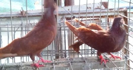 2Jucator de Galati pene simple unicolori  rosii (califari)