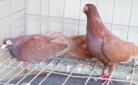 2Jucator de Galati pene simple unicolori  rosii (califari)