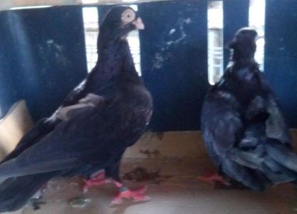 3Jucator de Galati pene simple unicolori  negri (corbi)