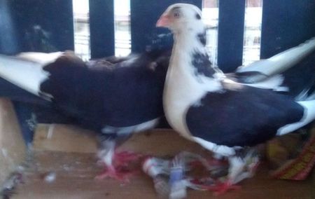 3Jucator de Galati baltat pe negru