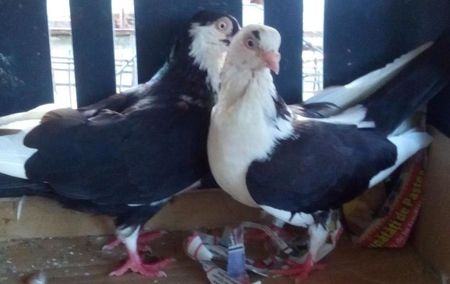 3Jucator de Galati baltat pe negru