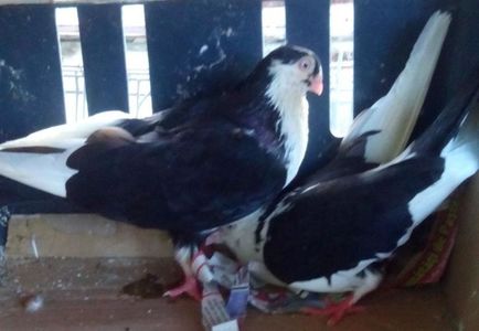3Jucator de Galati baltat pe negru
