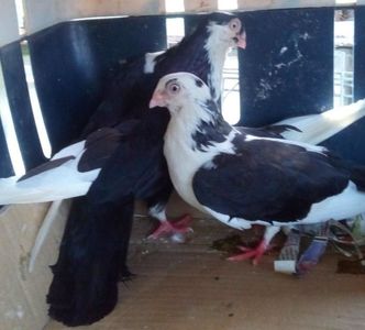 3Jucator de Galati baltat pe negru