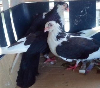 3Jucator de Galati baltat pe negru