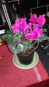 IMG-20180222-WA0019