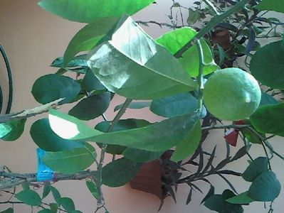 Citrus × aurantiifolia; Prmit din Spania acum 20 de ani. Il ajut cu polenizare artificiala (betisor de urechi). Nu rodeste exagerat de mult dar... rodeste :)

