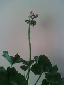 Pelargonium Clasă superioară: Geraniacee; Muscatele au fost dintotdeauna adoratele mele. Nu prea le merge bine la mine dar... nu ma las ;)))
