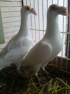 Photo1366