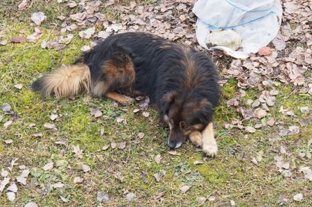 Cezar - cainele vecinilor vine si sta cu noi oricat poposim acolo , " acasa" ...; 10.02.2018
